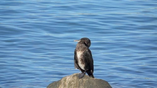 Cormorant turns its head and cleans its feathers, slow motion