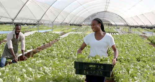 Harvesting fresh lettuce, smiling african american woman carrying crate in hydroponic farm greenhous