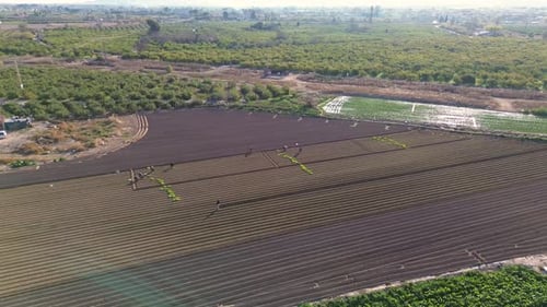 Aerial view of farmers plating lettuces patchs from pots on plantation at agricultural field in Spai