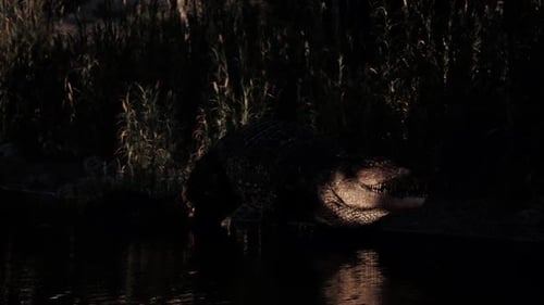 Crocodile Resting on Riverbank at Dusk Near Dense Vegetation