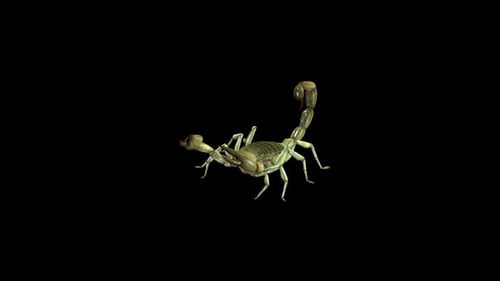 Realistic 3D Scorpion Rotating Animation