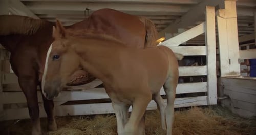 Mare and foal standing in a stable