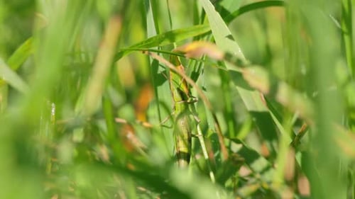 Grasshopper Resting in a Green Grassy Field