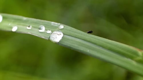 flies are on the green grass blown by the wind bright daylight, close up