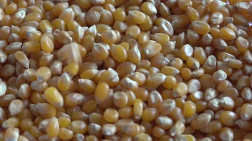 Pouring popcorn onto a pile of golden kernels.