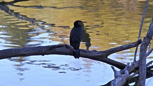 Kormoran thront im Herbst auf einem getrockneten Ast am Seeufer