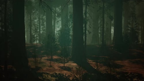 Towering Sequoia Forest A Majestic Woodland Dominated By Tall Trees