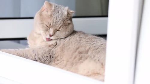 Beige Cat Grooming Itself in Bright Window
