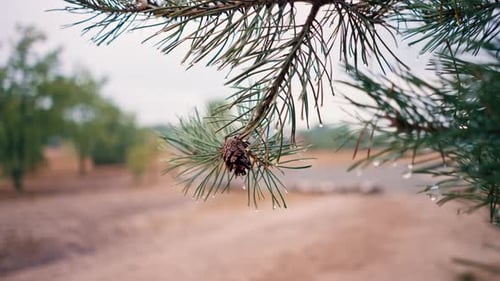 close-up of pine tree branch needles with cone in the field wobbling in the wind near the lake