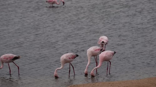 Flamingos hurriedly feed in windy water at salt flats namibia africa