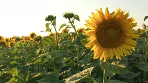 Spectacular Sunflowers Field In Summer Season 2