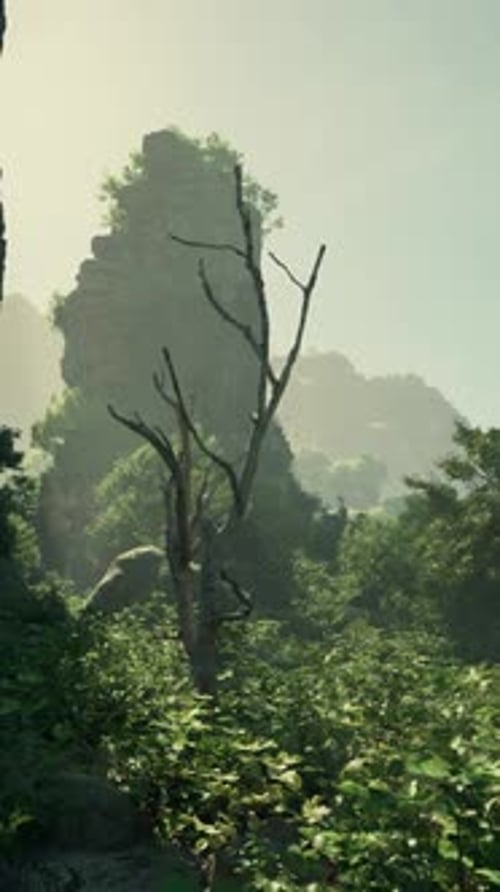 A Lush Green Forest Filled with Lots of Trees