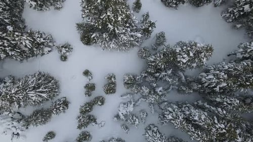 Snowy Trees