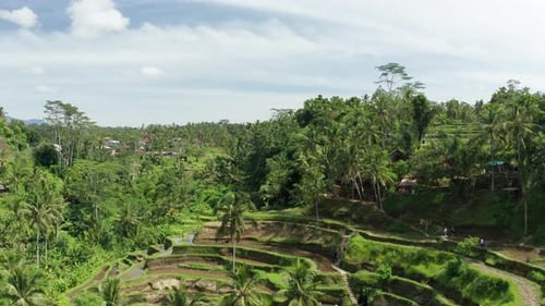Lush Green Rice Terraces in Tropical Landscape