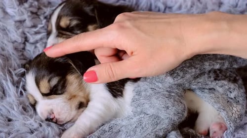 Beagle Puppies Sleeping, Hand Petting Dogs