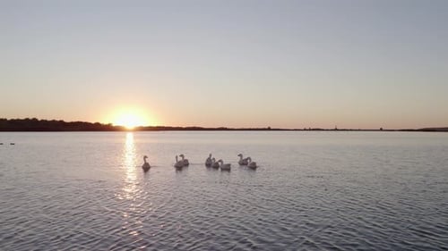 Aerial view of tranquil sunset with moored yacht and geese, Netherlands.