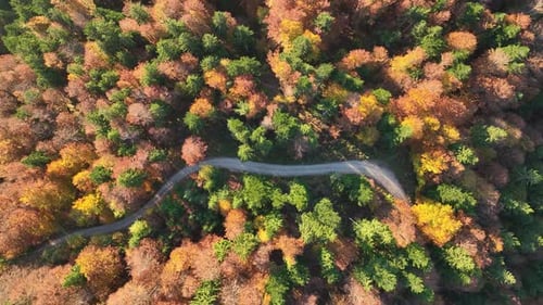 Autumn forest in the mountains