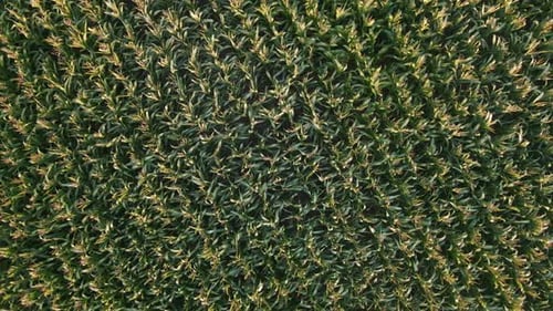 Aerial Top Down View Smooth Vertical with Rotation of the Drone Over an Agricultural Field of Corn
