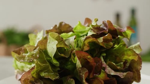 Fresh Salad Green Lettuce Leaves on White Background Close Up Macro Vegan Food