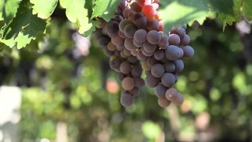 Uvas en la viña, viñedo, bodega, de cerca. Plano deslizante y giratorio de uvas tintas. Escena D.