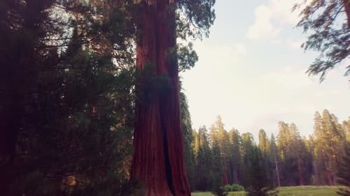 Camera moves up ward of a massive giant Sequoia Tree standing at a beautiful meadow in California US