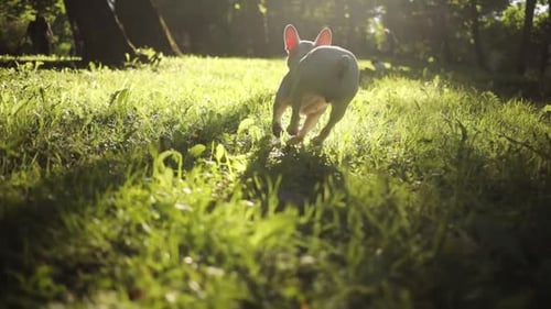 El bulldog francés blanco disfruta de caminar en el campo al atardecer jugando con un perro pelota amarillo Happiness Pet
