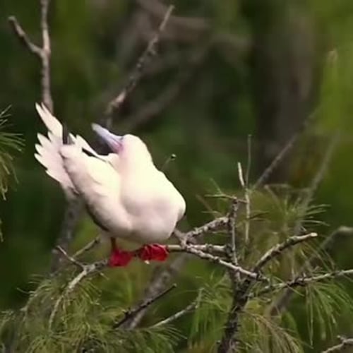 Portrait d'un gilet blanc aux seins rouges