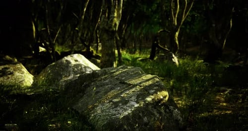 Moss Covered Stones in a Dense Forest During Golden Hour