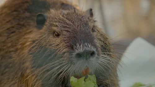 Nutria come felizmente repollo fresco en la granja
