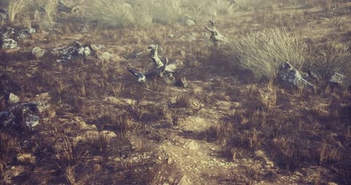 Fly Through Realistic Dry Grass Desert Landscape