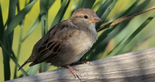 House sparrow perched on a piece of wood, France