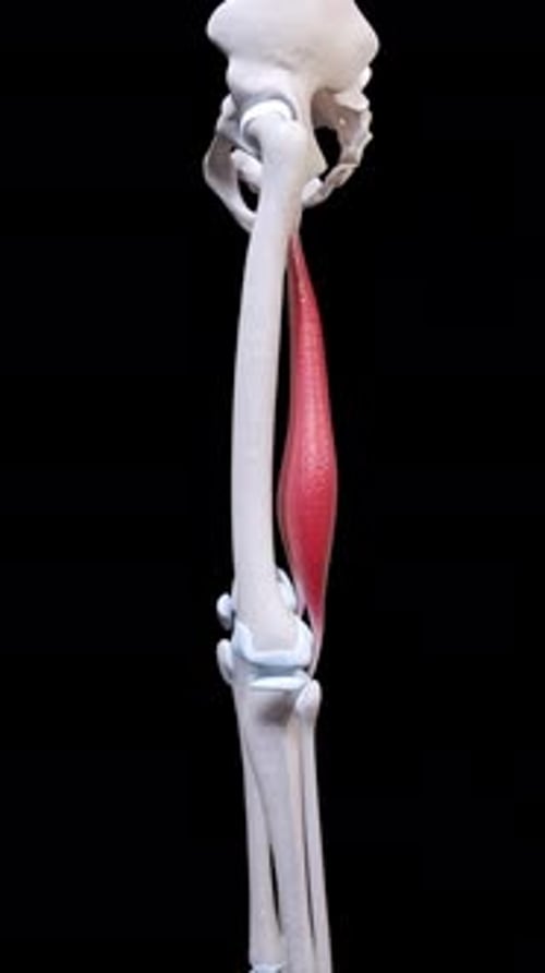 Semimembranosus Muscle Movement Side View Vertical Video