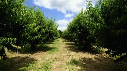 peach tree garden. slow motion. 4k video. camera moves through peach trees.