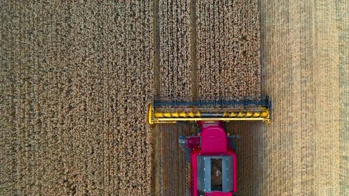 Combine harvester from above. Agriculture machine harvesting golden ripe wheat field.