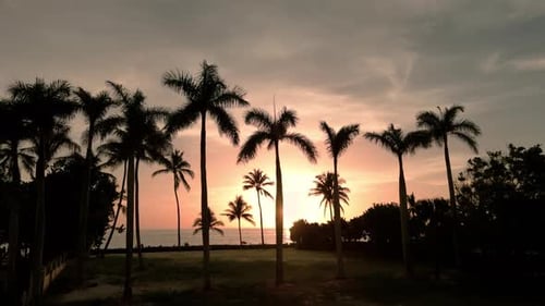 Silhouette of Palm Trees on Beach at Sunset Time Aerial Shot