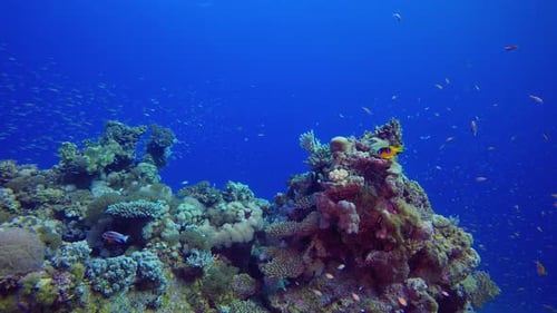 Colourful Coral Reef