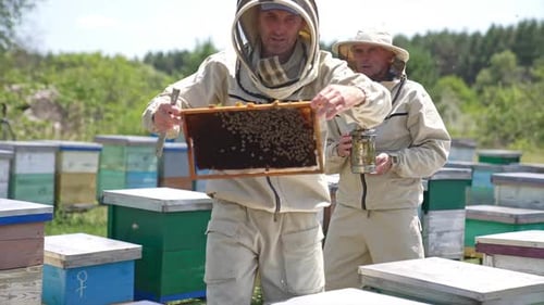 Busy apiarists working at bee farm on sunny day. Beekeeper looking at frame carefully with concern.