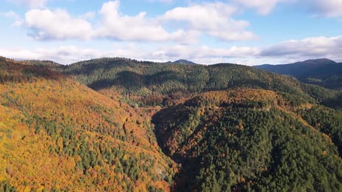 Autumn Forest
