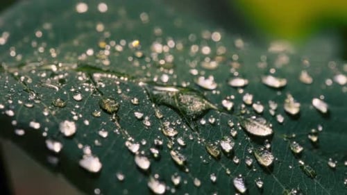 Green leaf covered in rain water drops