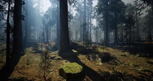 Misty Forest Landscape with Towering Trees and Soft Light Filtering Through