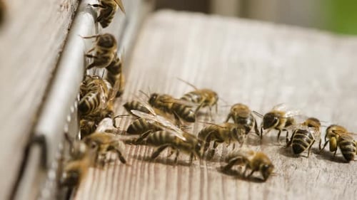 Swarm of Honey Bees Crawling on Wooden Hive in Afternoon Sunshine