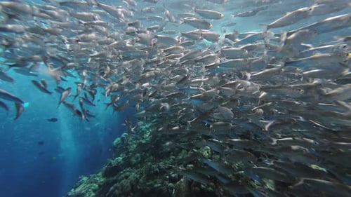 Underwater View of Shoal Sardine Fish in Sea