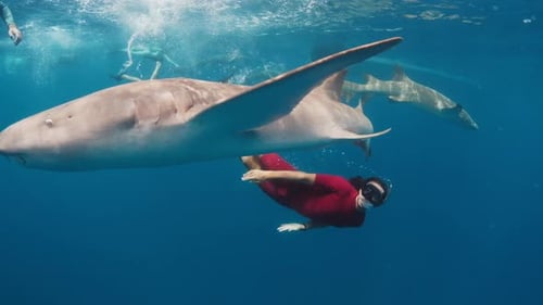 Swim with shark. Two men swim with the Nurse sharks (Ginglymostoma cirratum) in the tropical sea.