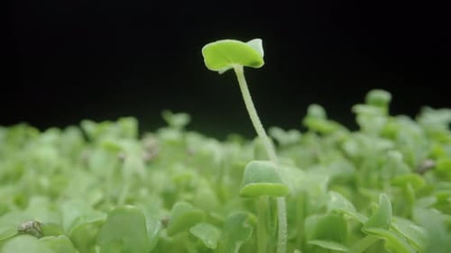 Sprouted Chia Seeds, Small Green Sprouts on a Black Background. Dolly slider extreme close-up.