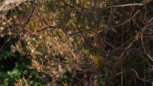 Male African Masked Weaver Observing Surroundings, Soft Morning Light 4K