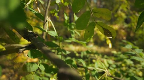 Branches of Young Acacia Tree with Small Leaves in Forest