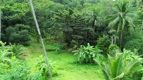 Jungle rainforest Koh Samui exotic tropical forest canopy humid climate Thailand aerial drone