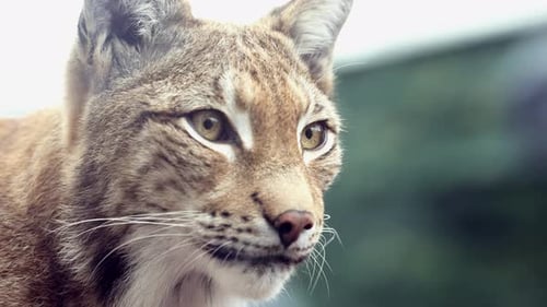 Nahaufnahme des Gesichtskopfes eines amerikanischen Rotluchses oder einer Wildkatze beim Umschauen