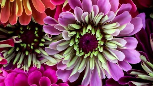 Flower Blooming, Flowers Bloom