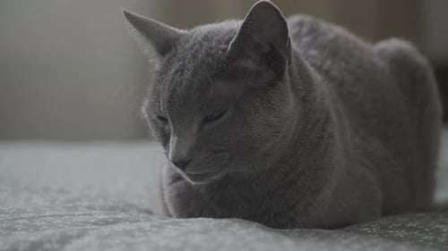Gray Cat Resting Peacefully on Bed Indoors